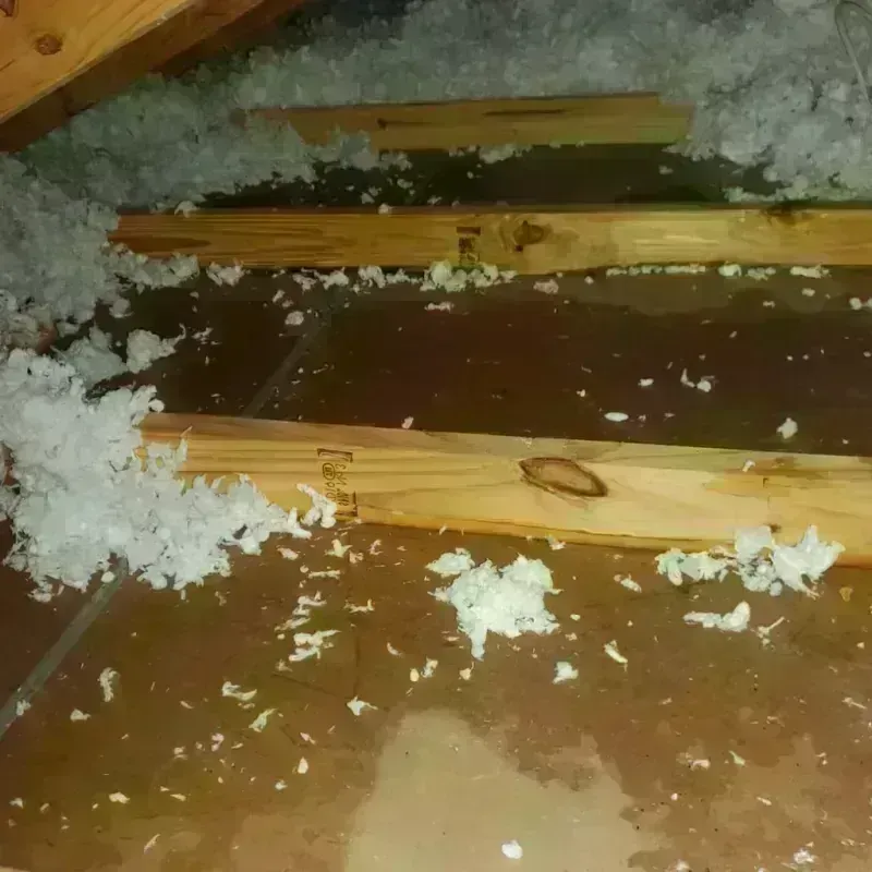 Attic Water Damage in Rancho Alegre, TX