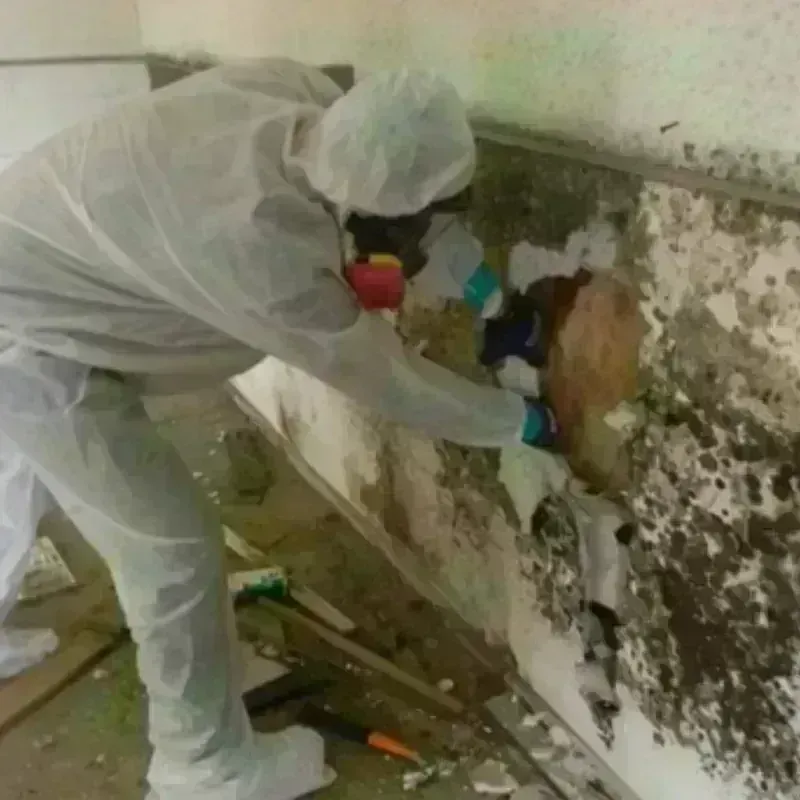 Mold Remediation and Removal in Rancho Alegre, TX